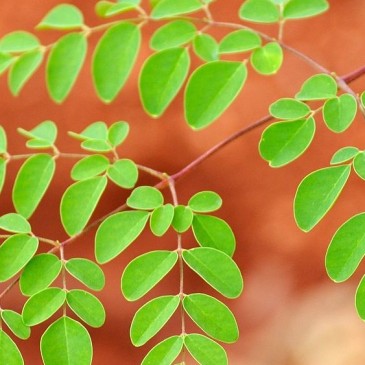 Superpotravina na každodenní využití v české kuchyni? Moringa olejodárná!