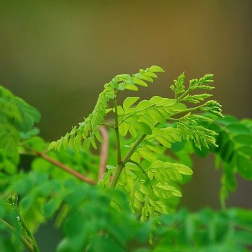 Moringa, bylina třetího tisíciletí. Poznejte její zázračné účinky