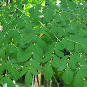 Zázračná moringa obsahuje více než 100 % doporučené denní dávky důležitých živin