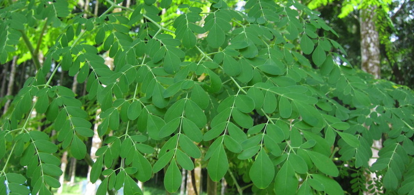 Zázračná moringa obsahuje více než 100 % doporučené denní dávky důležitých živin