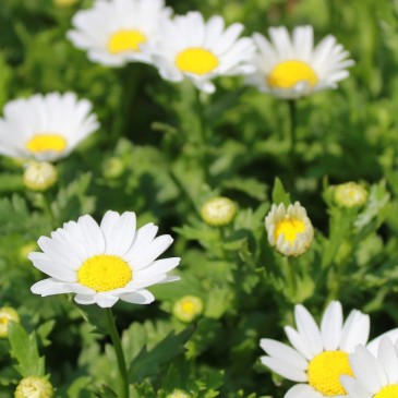Homeopatie – šarlatánství nebo spolehlivá léčebná metoda?