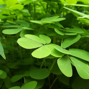 Superpotravina jménem Moringa: Jaké jsou její účinky a v čem může pomoci?