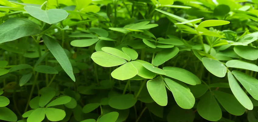 Superpotravina jménem Moringa: Jaké jsou její účinky a v čem může pomoci?