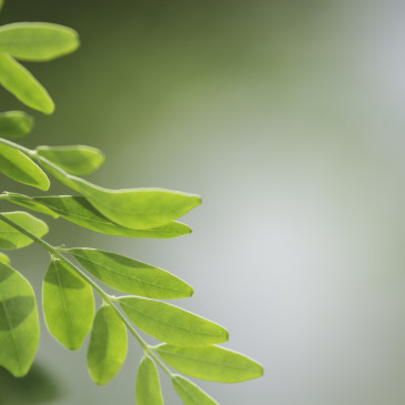 Moringa: pomocník proti nachlazení i nadbytečným kilogramům