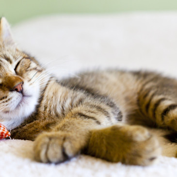 Plánujete si pořídit kočku? Přečtěte si, na co nesmíte před jejím příchodem zapomenout