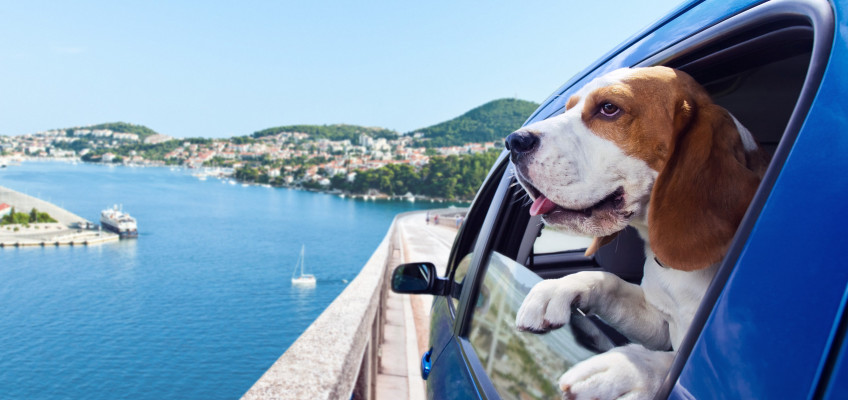 4 tipy pro bezpečné a komfortní cestování se psem