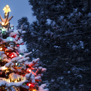 Neobvyklý vánoční stromek už není tak neobvyklý, jak na něj?