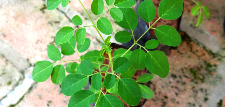 Moringa královnou mezi superpotravinami. Už jste o ní slyšeli?