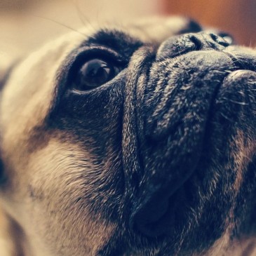 5 důvodů, proč chránit domácí mazlíčky proti parazitům