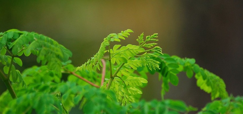 Moringa. Dosud málo známá superpotravina, kterou byste měli znát