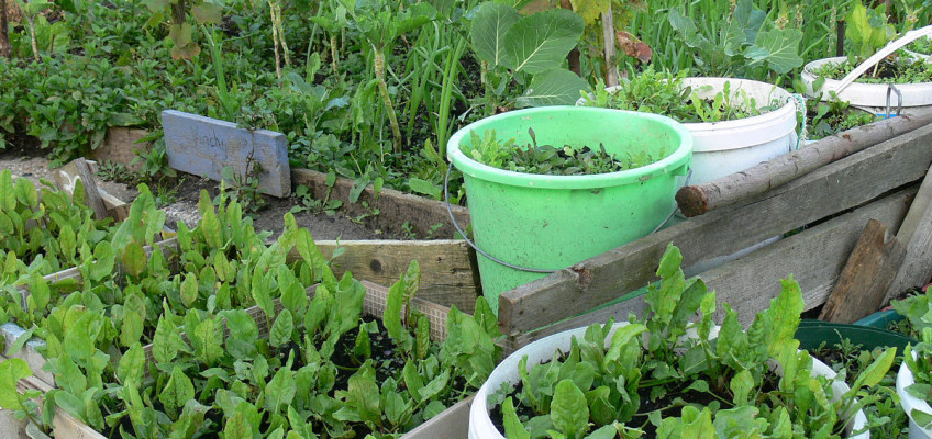 Ušetřete za potraviny, pěstovat zeleninu můžete i na balkoně