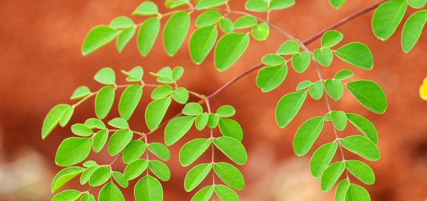 Superpotravina na každodenní využití v české kuchyni? Moringa olejodárná!