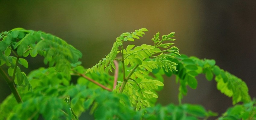 Moringa, bylina třetího tisíciletí. Poznejte její zázračné účinky