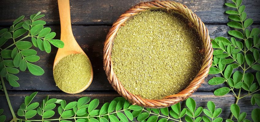 Moringa olejodárná – strom života i pramen mládí